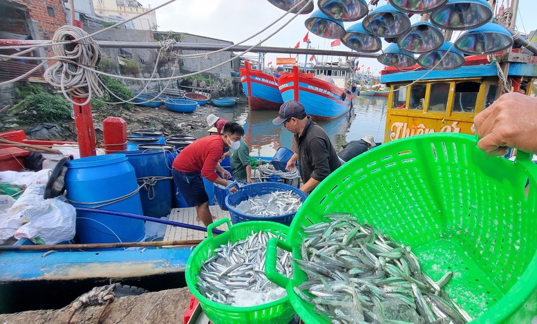 Quảng Ngãi giám sát chặt chẽ tàu cá có nguy cơ cao vi phạm khai thác IUU- Ảnh 3.