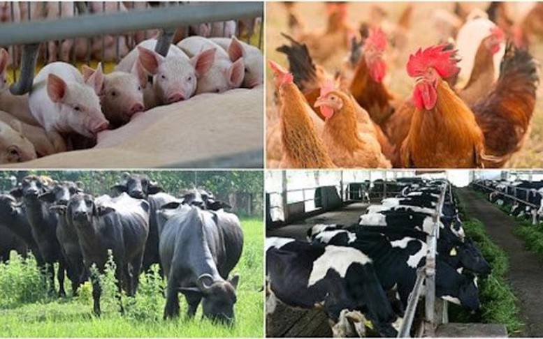 Ba giải pháp cho ngành chăn nuôi vững đà tăng trưởng năm 2024