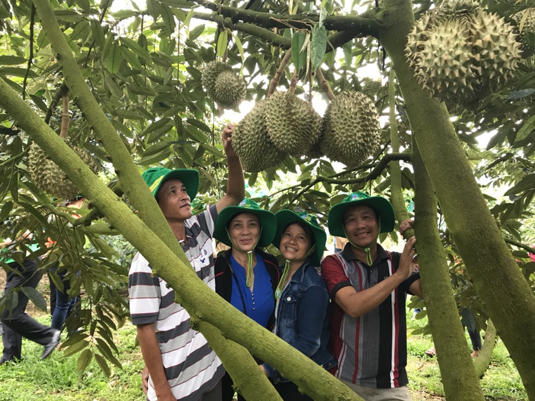 Phân bón Phú Mỹ: Bí quyết cho cây dưa và sầu riêng ở miền Trung-Tây Nguyên những mùa bội thu- Ảnh 1.