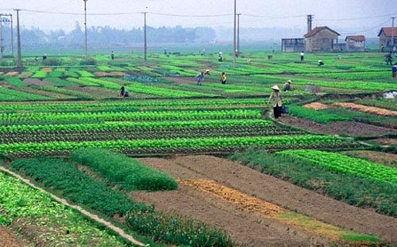 Đề xuất chính sách giải quyết việc làm, đào tạo nghề cho người có đất thu hồi- Ảnh 1.