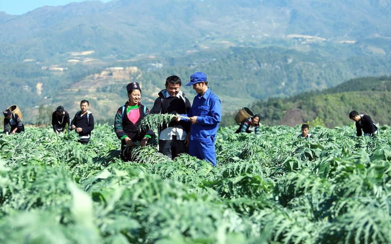 Đề xuất nguyên tắc nuôi, trồng phát triển, thu hoạch cây dược liệu trong rừng