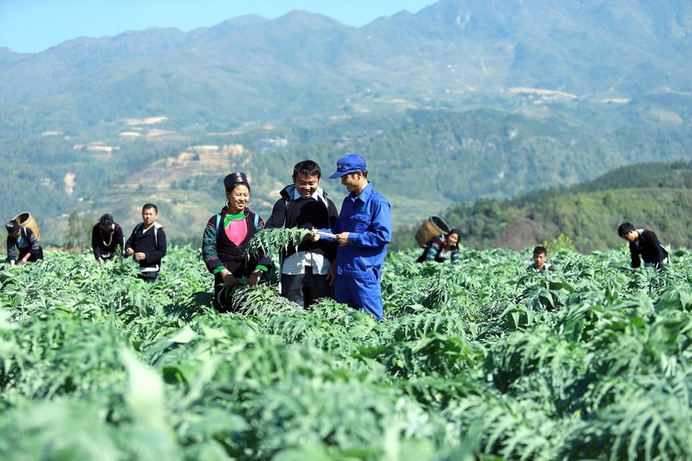 Đề xuất nguyên tắc nuôi, trồng phát triển, thu hoạch cây dược liệu trong rừng - Ảnh 1.