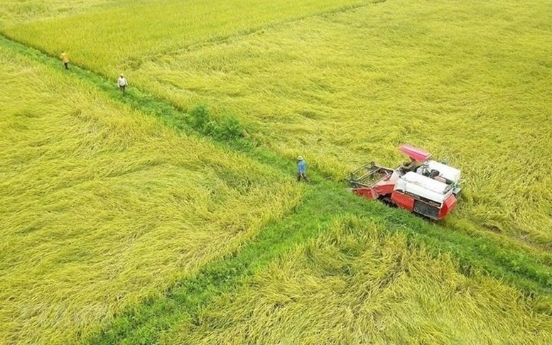 Hoàn thiện dự thảo Nghị định về đất trồng lúa: phải đánh giá tác động kỹ lưỡng, lấy ý kiến đối tượng bị tác động