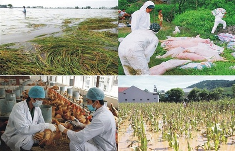 Đề xuất tăng mức hỗ trợ sản xuất nông nghiệp bị thiệt hại do thiên tai, dịch bệnh- Ảnh 1.