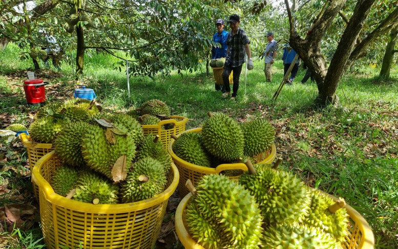 Cần nâng cao năng lực cho người làm ra trái sầu riêng