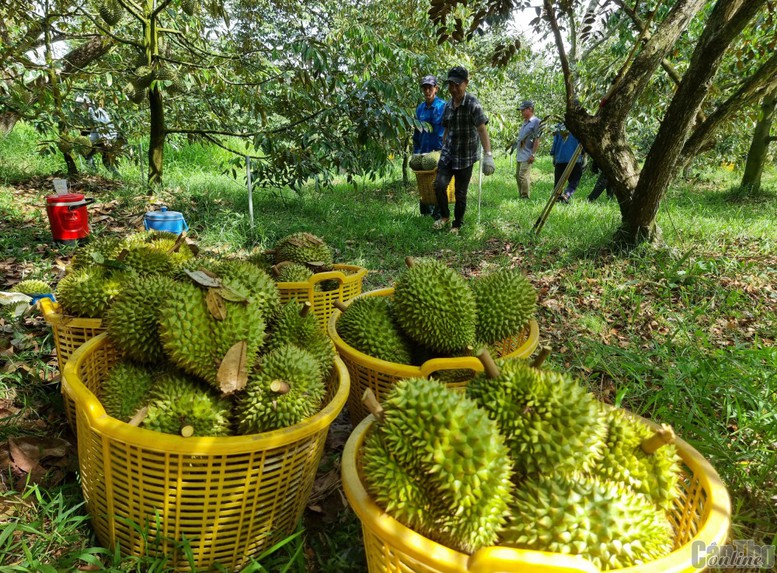 Cần nâng cao năng lực cho người làm ra trái sầu riêng- Ảnh 1.