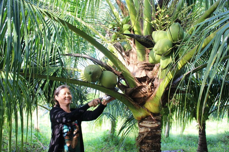 Thương mại nông sản Việt Nam – Trung Quốc nhiều cơ hội mở rộng- Ảnh 1.