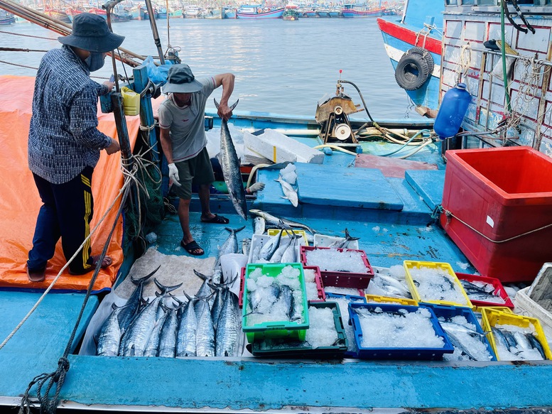 11 tỉnh, thành phố miền Trung phối hợp quản lý tàu cá, chống khai thác IUU- Ảnh 3.