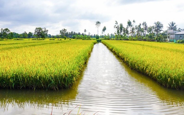 Quy định mới về chuyển đổi cơ cấu cây trồng, vật nuôi trên đất trồng lúa