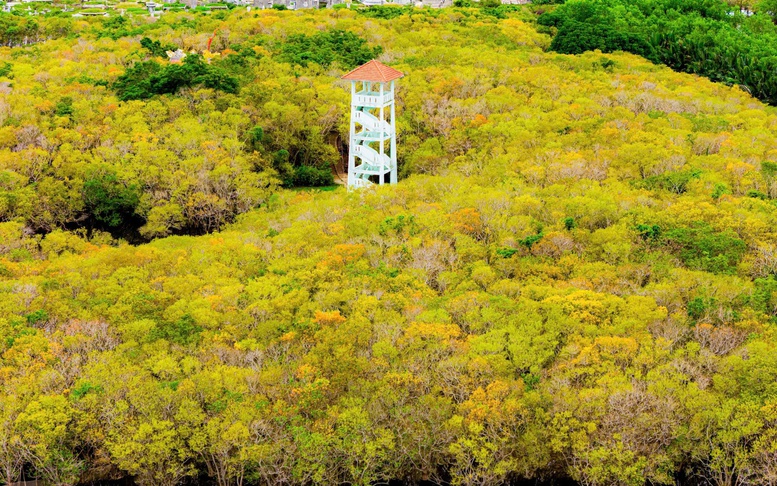 Vẻ đẹp quyến rũ rừng ngập mặn Rú Chá mùa thay lá