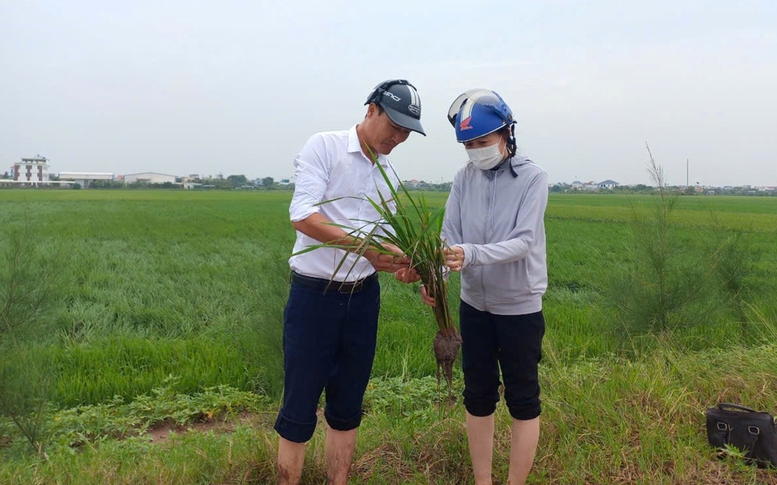 Nỗ lực khôi phục sản xuất nông nghiệp sau bão