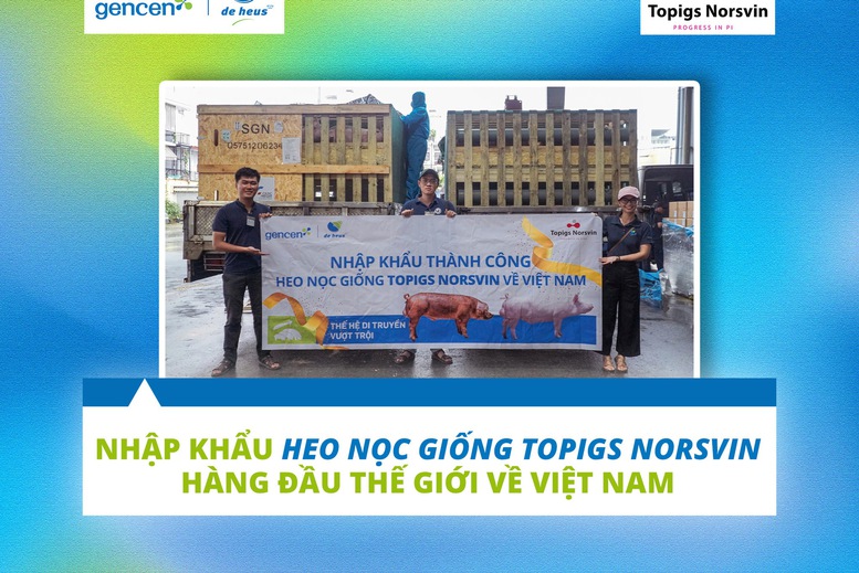 De Heus nhập khẩu giống heo Topigs Norsvin hàng đầu thế giới về Việt Nam - Ảnh 1.