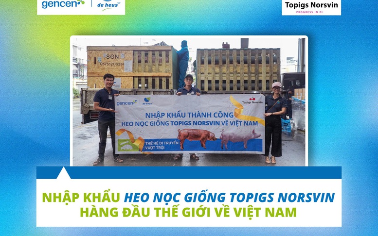 De Heus nhập khẩu giống heo Topigs Norsvin hàng đầu thế giới về Việt Nam