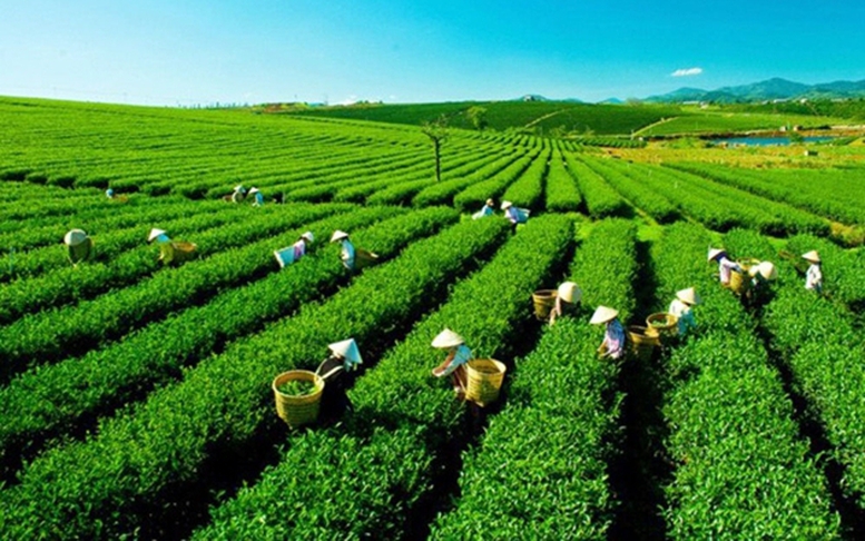 Thúc đẩy sắp xếp, đổi mới, nâng cao hiệu quả hoạt động công ty nông, lâm nghiệp
