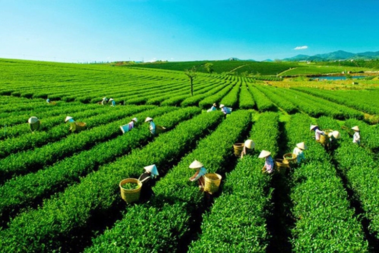 Thúc đẩy sắp xếp, đổi mới, nâng cao hiệu quả hoạt động công ty nông, lâm nghiệp- Ảnh 1.