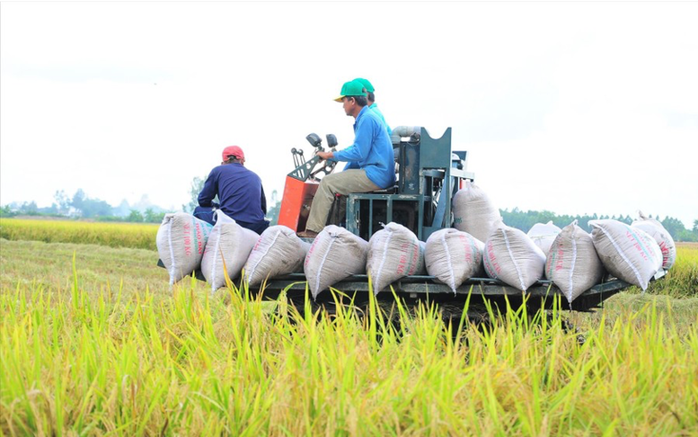 Giá lúa giảm ngày cận Tết, nông dân miền Tây gặp khó?