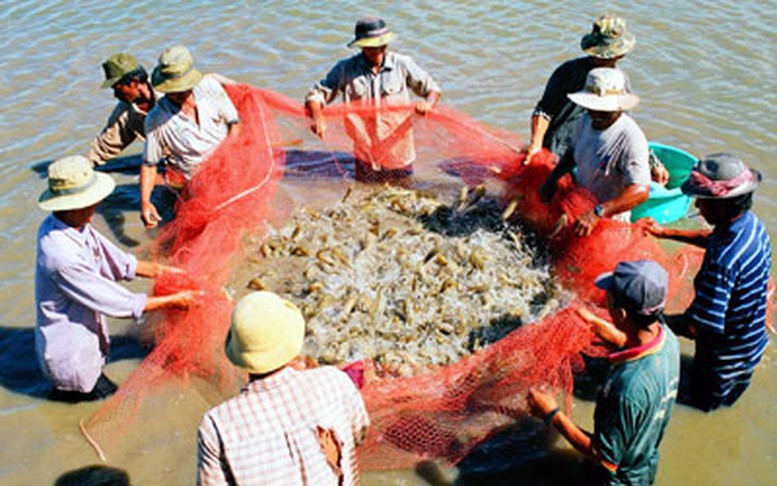 Bảo hiểm ABIC đồng hành cùng nhà nông