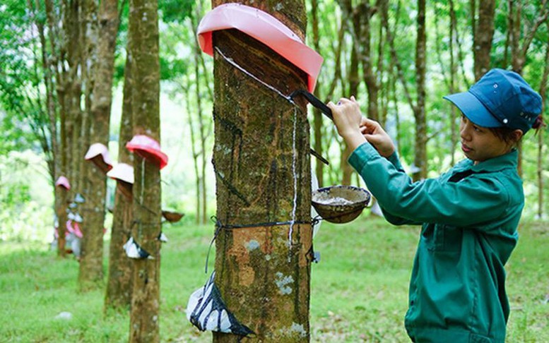 Giá cao su tăng cao từ xuất khẩu