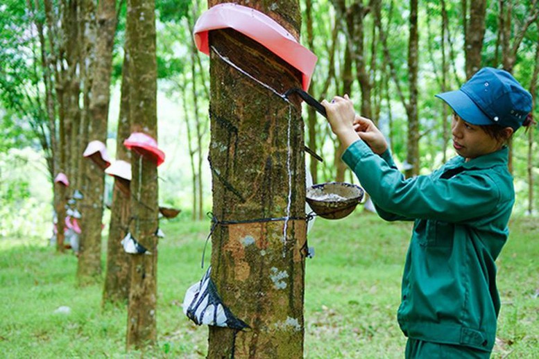 Giá cao su tăng cao từ xuất khẩu- Ảnh 1.