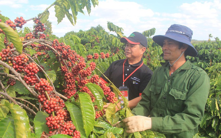 Xuất khẩu cà phê bền vững cần làm tốt từ việc tái canh