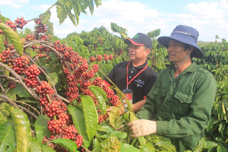 Xuất khẩu cà phê bền vững cần làm tốt từ việc tái canh- Ảnh 1.