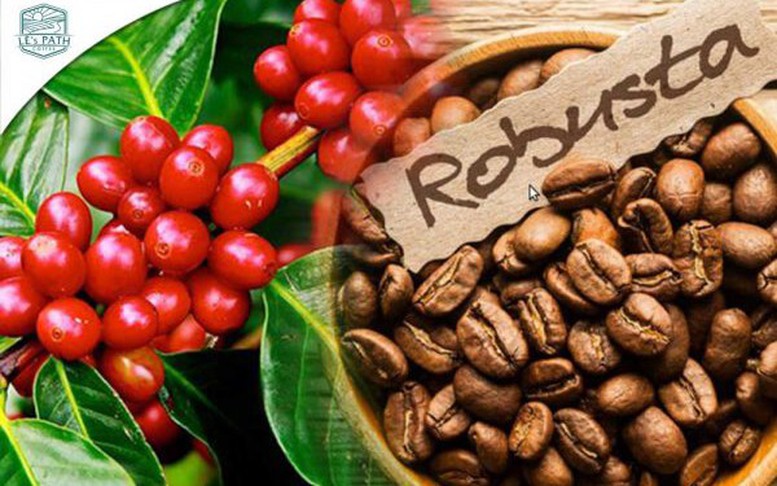 Giá cà phê Robusta gần chạm mức lịch sử, giá dầu quay đầu lao dốc