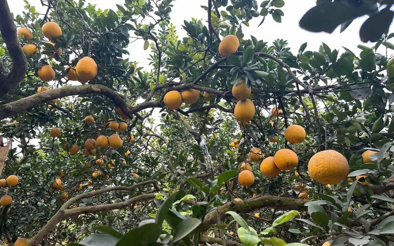 Triển lãm quốc tế sản xuất và chế biến rau, hoa, quả