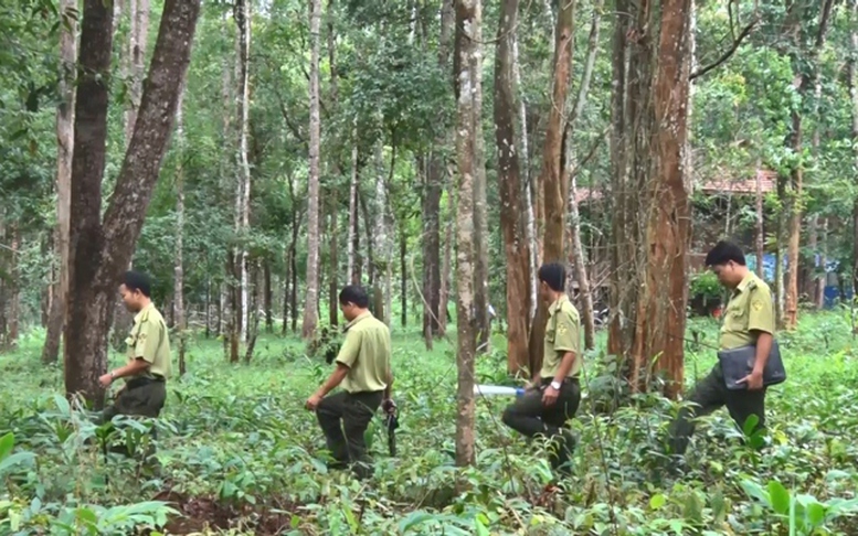 Hoàn thiện hàng lang pháp lý về xử phạt vi phạm hành chính trong lĩnh vực lâm nghiệp