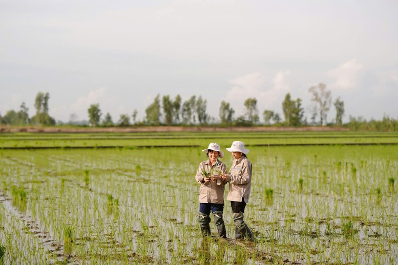 Người 'gieo vàng" trên những cánh đồng quê hương- Ảnh 2.