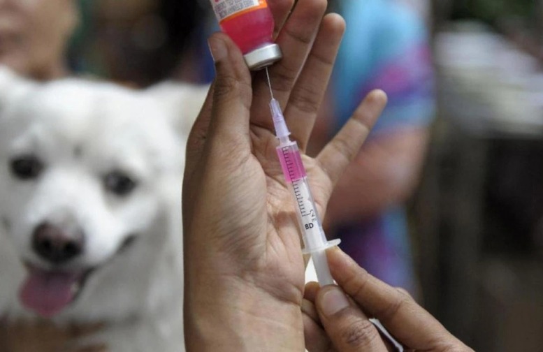 WHO hỗ trợ Việt Nam 9.000 liều vaccine phòng dại cứu người- Ảnh 1.