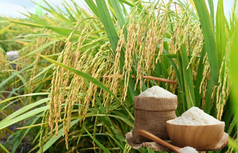 Thông qua nội dung Bản ghi nhớ hợp tác thương mại gạo Việt Nam – Singapore- Ảnh 1. Thông qua nội dung Bản ghi nhớ hợp tác thương mại gạo Việt Nam – Singapore- Ảnh 1.