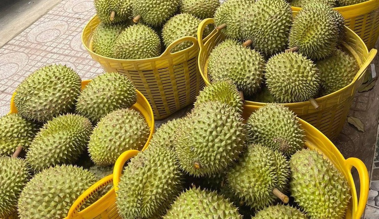 Nâng cao chất lượng kiểm nghiệm để phục vụ xuất khẩu sầu riêng- Ảnh 1. Nâng cao chất lượng kiểm nghiệm để phục vụ xuất khẩu sầu riêng- Ảnh 1.