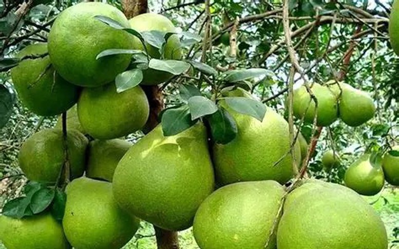 Lần đầu tiên bưởi Việt Nam xuất khẩu sang Australia