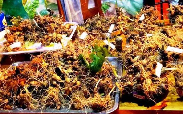 Đà Nẵng phát triển dược liệu theo hướng hiện đại, gắn với kinh tế tuần hoàn