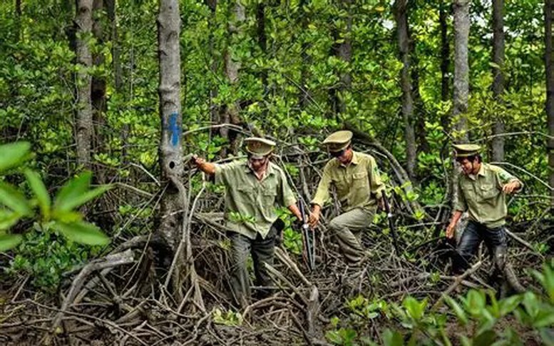 Lâm nghiệp: Phát triển thị trường tín chỉ carbon từ định danh lô rừng