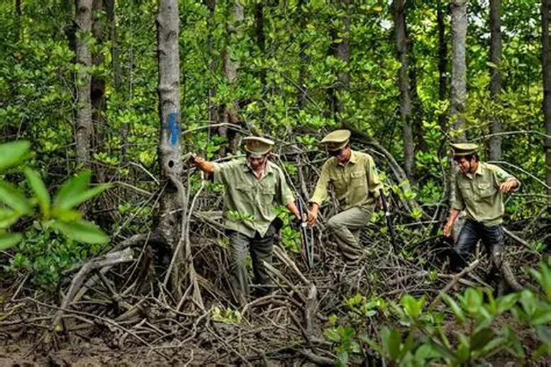 Lâm nghiệp: Phát triển thị trường tín chỉ carbon từ định danh lô rừng- Ảnh 1. Lâm nghiệp: Phát triển thị trường tín chỉ carbon từ định danh lô rừng- Ảnh 1.