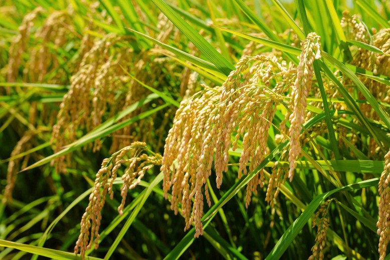 ĐBSCL đối mặt nhiều nguy cơ dịch hại vụ thu đông- Ảnh 1. ĐBSCL đối mặt nhiều nguy cơ dịch hại vụ thu đông- Ảnh 1.