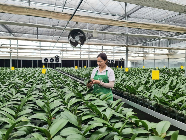 Kiến tạo nông thôn mới: Bứt phá từ nông nghiệp công nghệ cao và chuyển đổi số- Ảnh 1.