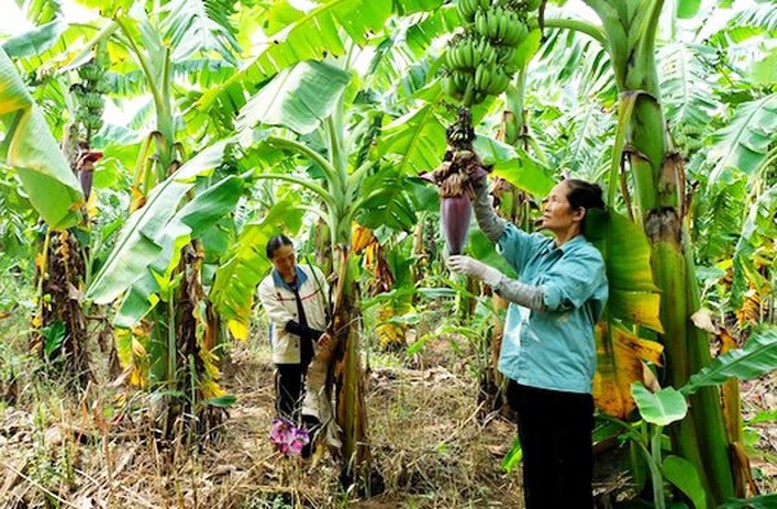 Kiến tạo nông thôn mới: Bứt phá từ nông nghiệp công nghệ cao và chuyển đổi số- Ảnh 2.