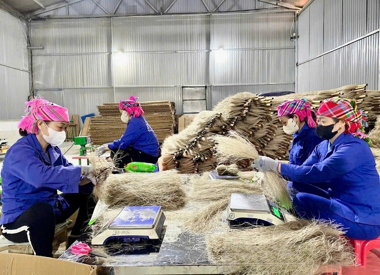 Miến dong Tài Hoan - OCOP 5 sao từ nông sản vùng cao Thái Nguyên- Ảnh 1.