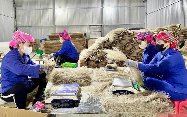 Miến dong Tài Hoan - OCOP 5 sao từ nông sản vùng cao Thái Nguyên