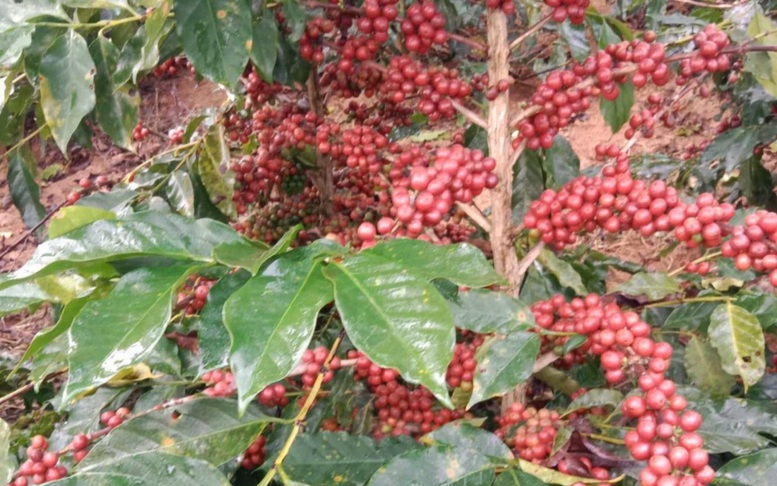 Tương lai cho cà phê chất lượng cao sau tái canh