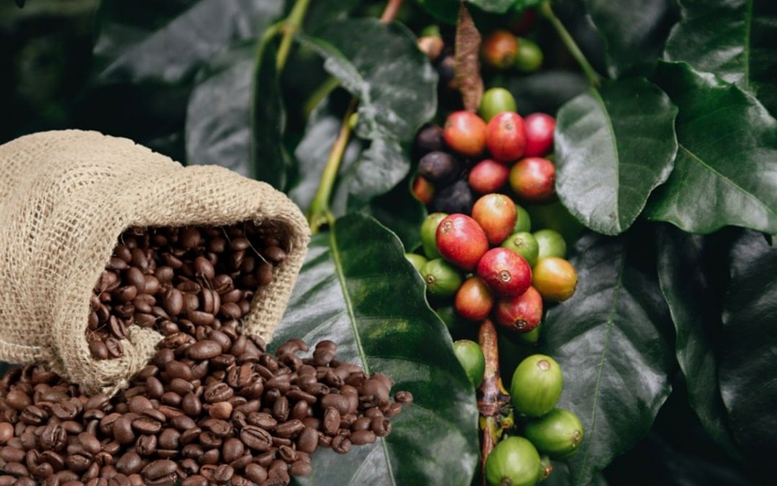 THỊ TRƯỜNG HÀNG HÓA: Lực mua quay lại giành ưu thế, cà phê vẫn ‘nóng’