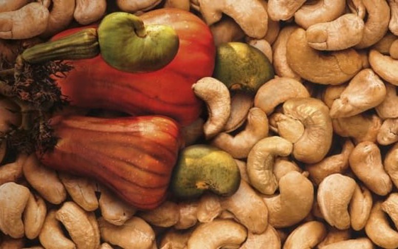 Hạt điều Việt Nam: Từ xuất khẩu thô đến cơ hội sữa hạt tại Mỹ