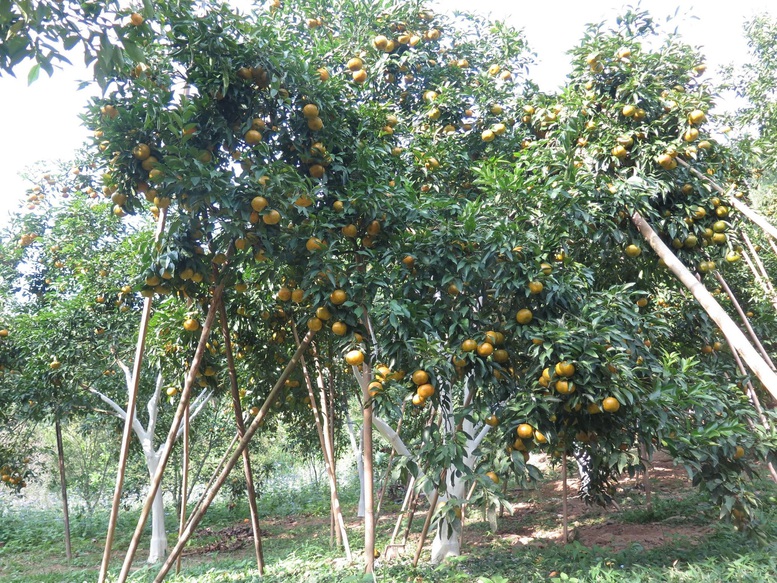 Bạch Thông phát huy kinh tế tập thể, nâng tầm sản phẩm OCOP- Ảnh 2.