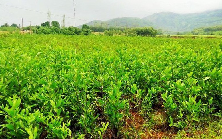 Thủ tục cấp Giấy chứng nhận quyền sử dụng đất nông nghiệp