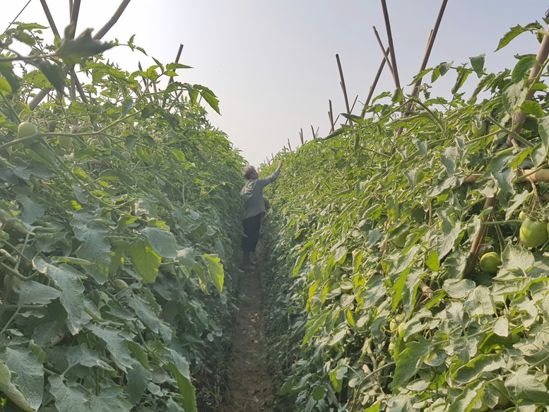 Quyết tâm tạo đột phá xây dựng nông thôn mới Thủ đô- Ảnh 2.