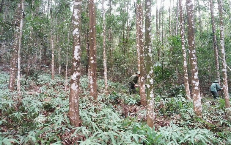 Lâm nghiệp: Phát triển thị trường tín chỉ carbon từ định danh lô rừng