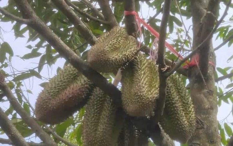 Sản xuất chất lượng đi đôi với minh bạch thị trường sầu riêng