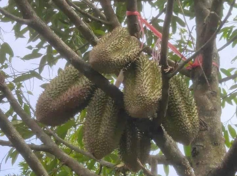 Sản xuất chất lượng đi đôi với minh bạch thị trường sầu riêng- Ảnh 1.